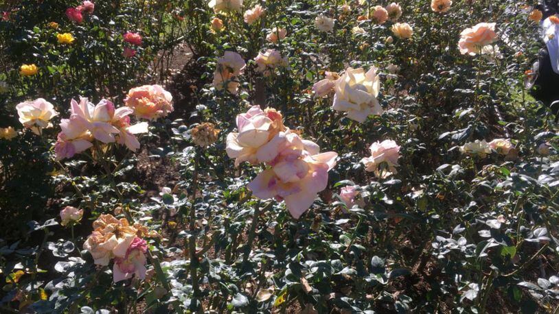 Wrigley Gardens at Wrigley Mansion in Pasadena, Calif., feature 4.5 acres of more than 1,500 varieties of roses, camellias and annuals. The mansion is the official Tournament House for the Tournament of Roses Parade.