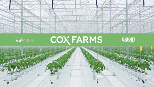 Cox Enterprises announced Tuesday, March 26, 2024, that it has launched Cox Farms, a new venture that combines indoor agriculture businesses Cox has invested in over the past several years and will serve as a platform for future investment in the sector.