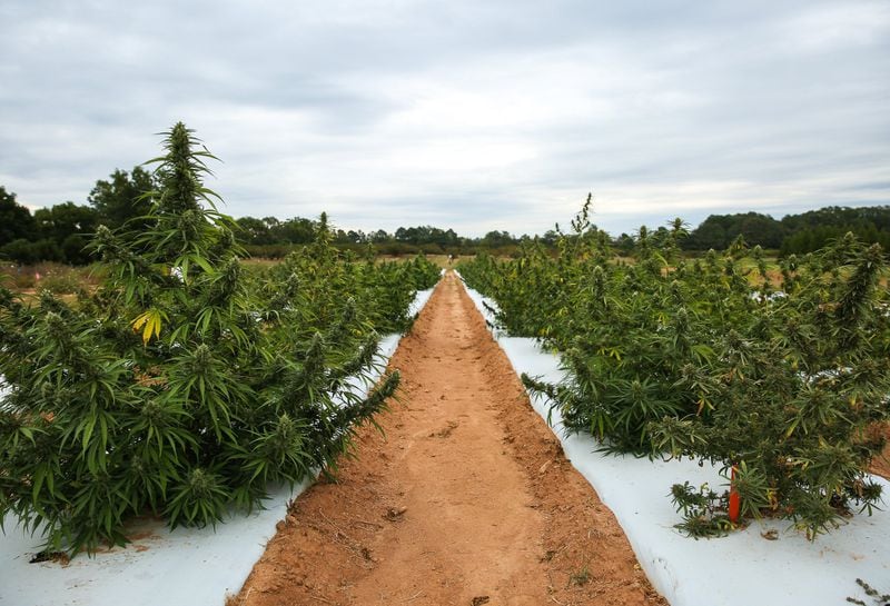 Hemp is being grown legally in a field at the University of Georgia’s Durham Horticulture Farm in Watkinsville, Ga., on Tuesday, Oct. 15, 2019. With the Hemp Farming Act signed earlier this year the university is researching how to grow hemp in Georgia’s climate and whether it will be viable for farmers. (Photo/Austin Steele for the Atlanta Journal-Constitution)