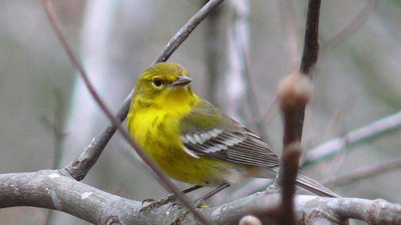 The pine warbler, a year-round resident in Georgia, is one of 314 birds species facing a perilous future because of climate change, according to a new National Audubon Society study. WIKIPEDIA COMMONS