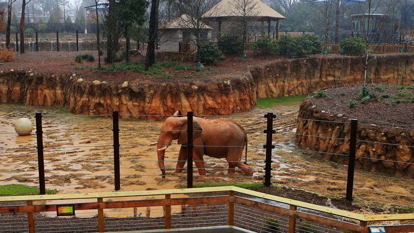 Zoo Atlanta announced Saturday afternoon that it will close to the public through the end of March amid the coronavirus pandemic.