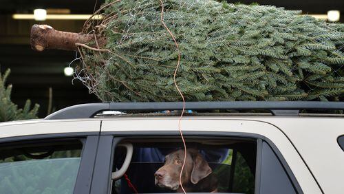 VIDEO: This is the right time to put up your Christmas tree