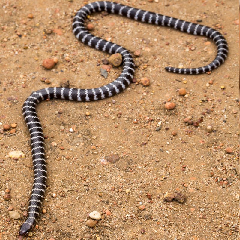 A new species of bandy-bandy venomous snake has been discovered in Australia by researchers with the University of Queensland.