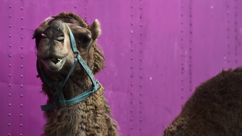 A camel is seen at the "Hermanos Cedeno" circus in Mexico on July 7, 2015.