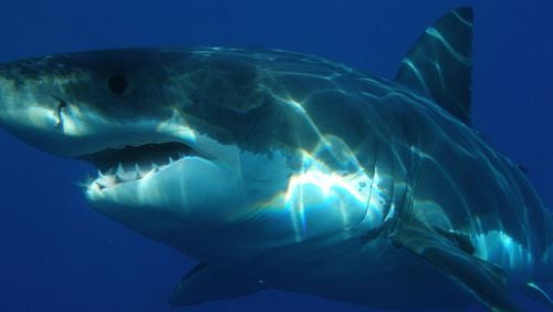 FILE PHOTO:  The South Carolina Department of Natural Resources has ticketed a man for branding several sharks. (Photo: Pixabay)