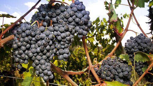 Ripe sangiovese grapes grow on vines in Tuscany, Italy. (Dreamstime)