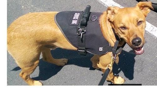 This is Randy, the trained service dog belonging to Vietnam veteran Phil Sheckler, who has post-traumatic stress disorder. Randy does not fly with Sheckler. He said it would be too cramped for the 77-pound dog. (Photo courtesy of Phil Sheckler)