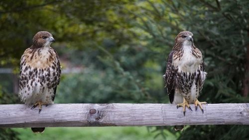 Red-tailed Hawks by Sheryl Rubin, Audubon Photography Awards
