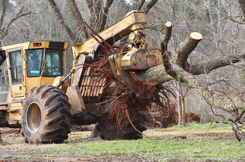 A worker removes hurricane-damaged pecan trees at Pippin Farms outside Albany. The 2,300 acre farm lost about 25 percent of its trees in a year when Georgia pecan farmers are also dealing with heavy tariffs imposed by the Chinese as part of the trade war. HYOSUB SHIN / HSHIN@AJC.COM