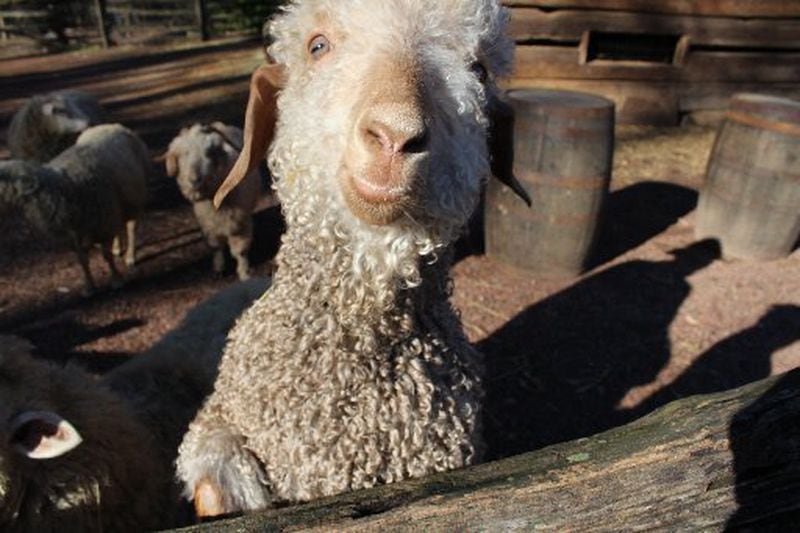 Little Richard, the Atlanta History Center's nearly 1-year-old Angora goat, will be sheared during the Atlanta History Center's annual Sheep to Shawl family festival on April 11. CONTRIBUTED BY ATLANTA HISTORY CENTER