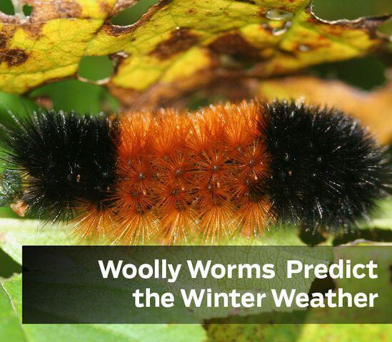Wooly worms predict winter