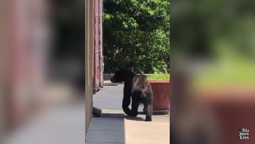 Employees at North Atlanta Fireplace Grill and Patio, located at South Peachtree Street near Norcross, saw a bear outside their workplace on June 16. (Courtesy of Lacey White)