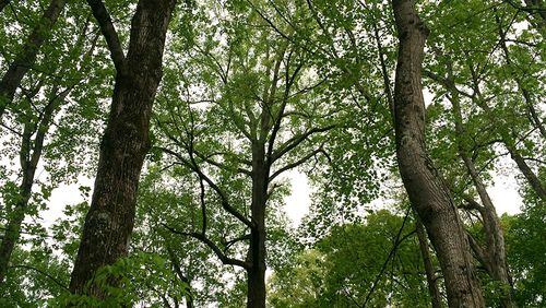 Study findings on using urban trees to manage stormwater will be detailed at a community meeting, Oct. 25, in Alpharetta. AJC FILE