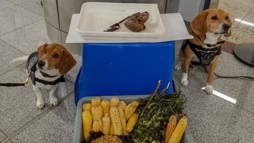 Candie, left, and Chipper, right, sniffed out the snails and food pictured. Source: U.S. Customs and Border Protection