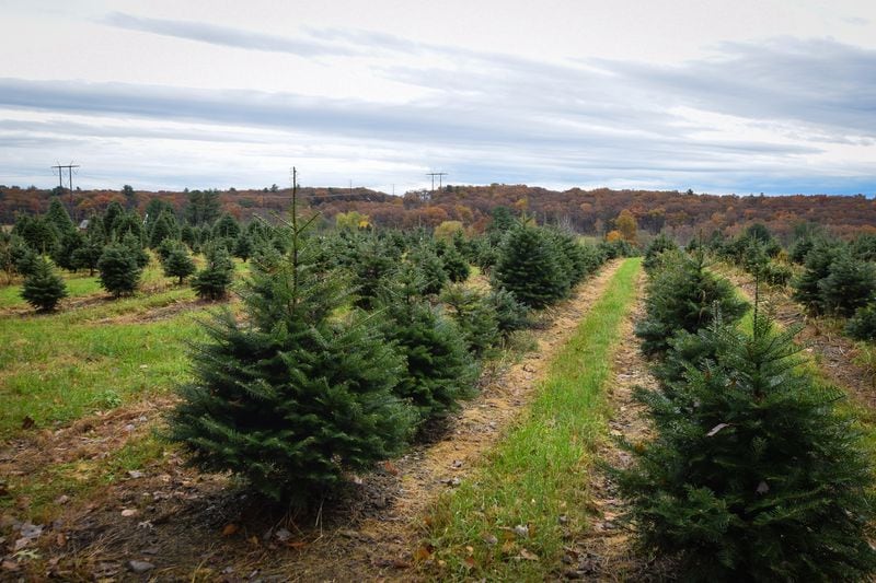 Jay Bustard's Christmas tree farm in Lehighton, Pa. on Friday, Nov. 2, 2018. Bustard and his brother Glenn run Bustard's Christmas Trees in Landsdale, Pa.