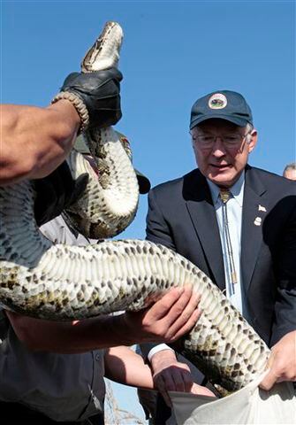 Secretary of Interior Ken Salazar, helps National Park Rangers as they prepare to put a 13-foot python in a bag