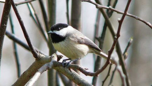 The Carolina chickadee, one of Georgia’s tiniest birds, must consume a lot of food every day during winter to meet high energy demands, including a heart rate of 700 beats per minute and a core body temperature of about 105 degrees Fahrenheit. (PHOTO CREDIT: Ken Thomas/ Wikipedia Commons)