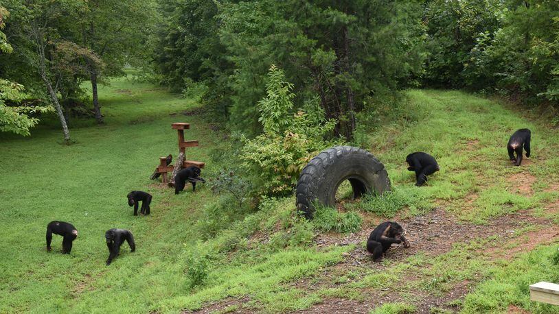 A group of female chimps gather and eat their supplement snacks at Project Chimps in Morganton on Thursday, Aug. 9, 2018. Project Chimps provides lifetime care to former research chimpanzees in a sanctuary on 236 acres of forested land in the Blue Ridge Mountains. HYOSUB SHIN / HSHIN@AJC.COM