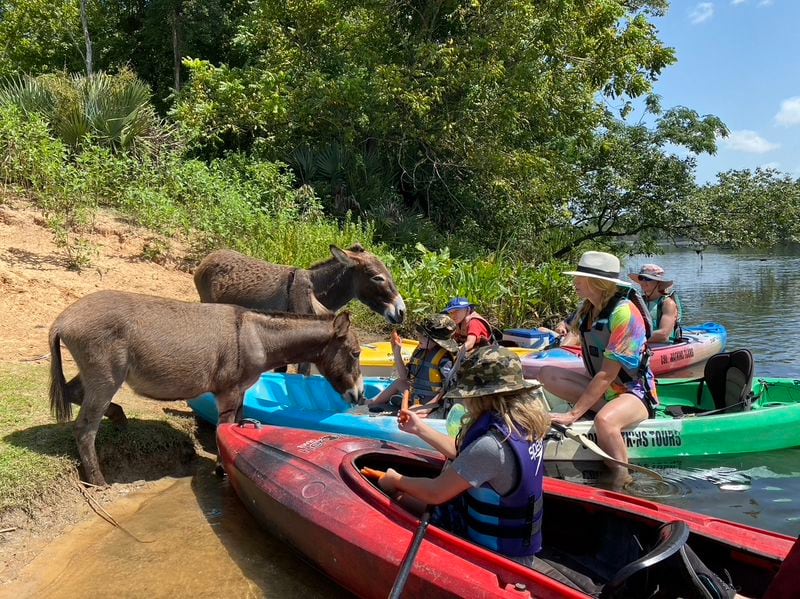 Meeting the donkeys on Stallings Island in the middle of the Savannah River is a highlight of paddling tours to the island offered by Cole Watkins Tours from Savannah Rapids Park near downtown Augusta.
Courtesy of Cole Watkins Tours