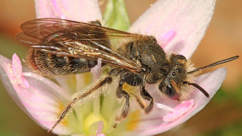 The spring beauty bee, one of some 500 native bee species in Georgia, is a specialist, pollinating the little pink-and-white wildflower known as spring-beauty. The bee’s larvae feed only on the flower’s pink pollen. JUDY GALLAGHER/CREATIVE COMMONS