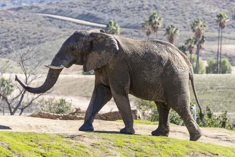 Msholo, 30, the new elephant at Zoo Atlanta, comes from the San Diego Zoo and Safari Park. CONTRIBUTED: SAN DIEGO ZOO AND SAFARI PARK