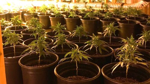 Marijuana plants seized in Hall County.