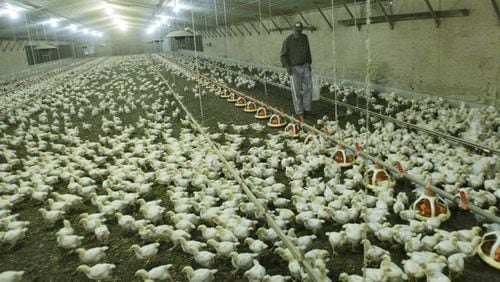 Young broilers are seen in a Georgia chicken house in 2012.  BOB ANDRES / BANDRES@AJC.COM