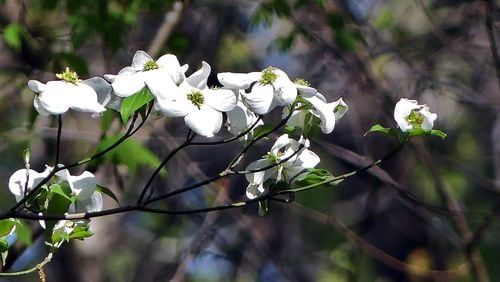 Dogwood trees are among the early bloomers this year. With so many plants blooming two or three weeks ahead of their usual times, it has been a very early spring. (Charles Seabrook for The Atlanta Journal-Constitution)