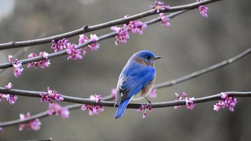 The Atlanta Audubon Society is adopting a new name, Georgia Audubon, and a new statewide role, in its mission to protect birds, including this eastern bluebird.