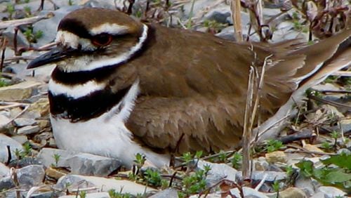 A female killdeer incubates eggs in her nest, which is little more than a simple depression in the sand and gravel. (Courtesy of Audrey, CC/Creative Commons)