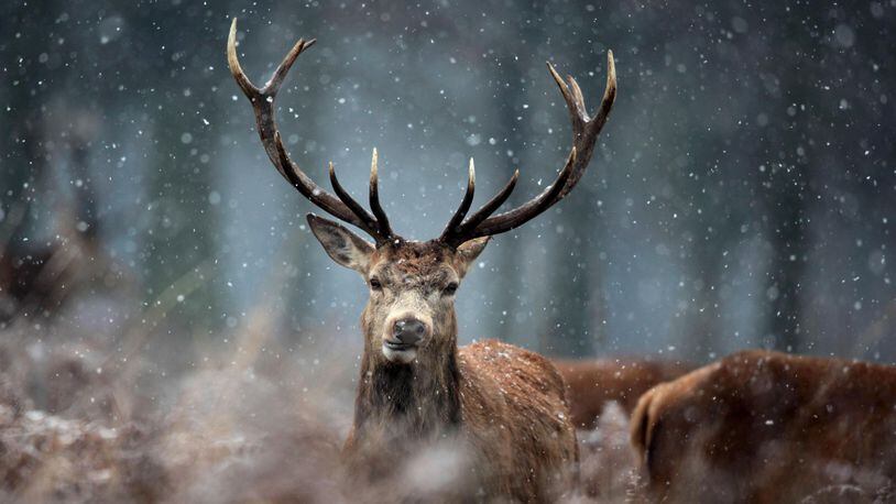 Deer in the snow.