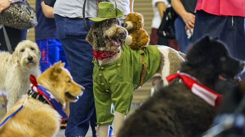 Sherlock, (C), a three year old Labradoodle, stands out among his peers while dress like Teddy Roosevelt, with a Teddy Bear on his back, before the start of Americas Top Dog Model casting call during the South Florida Pet Expo Saturday March 19, 2016, at the South Florida Fairgrounds in Royal Palm Beach. Twenty nine dogs from throughout south Florida took part in the event. (Bill Ingram / The Palm Beach Post)