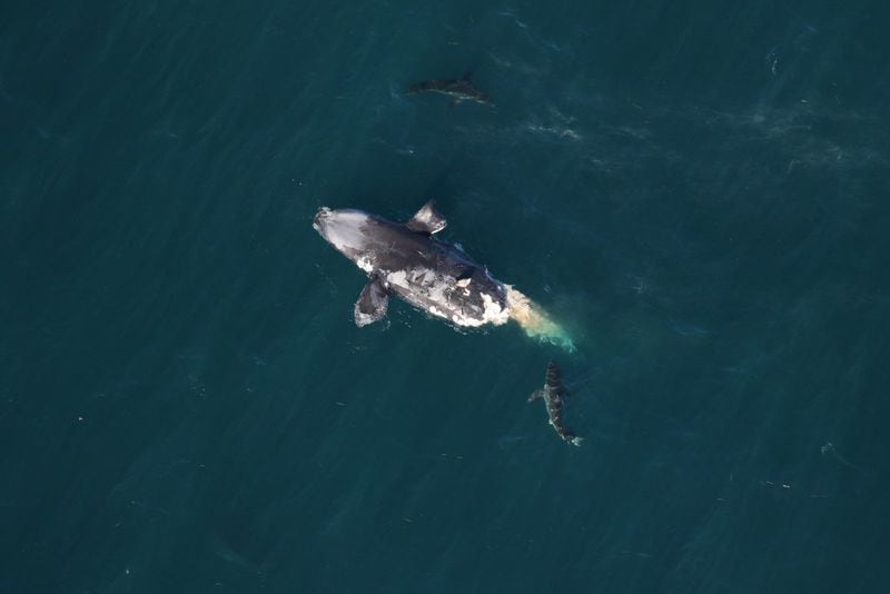 A dead endangered North Atlantic right whale calf was located off Georgia's Tybee Island on Wednesday, Feb. 14, 2024.