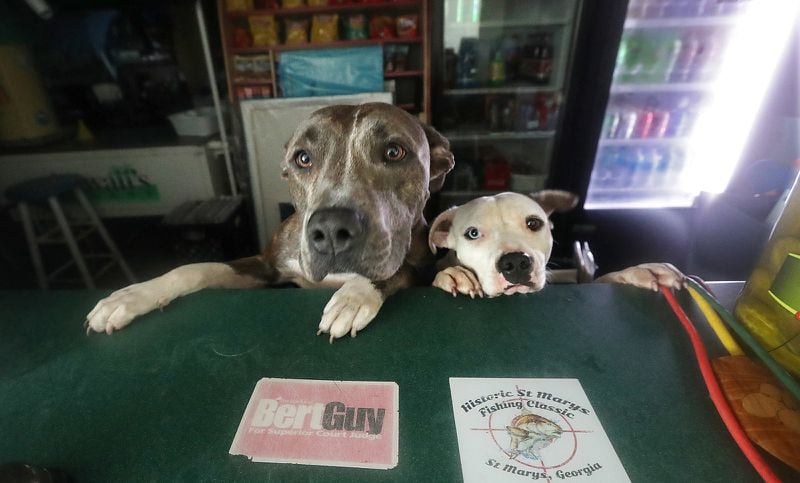 Shelby (left) and Camo, the dogs of skipper Robert Lineberger,ride out Hurricane Matthew at Knuckleheads, a small shop at the St. Marys Waterfront Park. (Curtis Compton /ccompton@ajc.com)