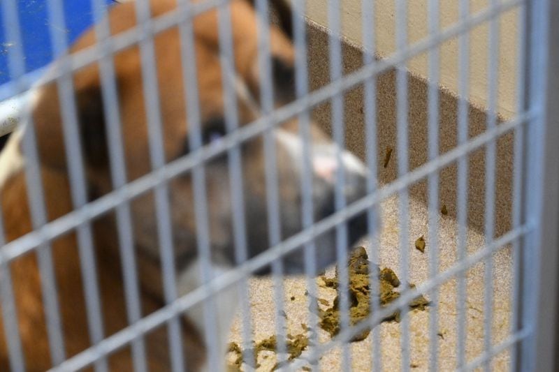 A dog is held as poop is shown in the cage at the Dekalb County Animal Services, Thursday, October 5, 2023, in Chamblee. The DeKalb shelter is run by a nonprofit contractor, Lifeline. But lately, severe overcrowding has led to higher euthanasia rates and urgent pleas for people to adopt or foster to get dogs out of the shelter. (Hyosub Shin / Hyosub.Shin@ajc.com)