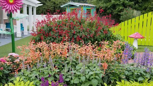 Saucy Red and Saucy Coral salvias colorfully show out while bringing in butterflies and hummingbirds. (James Winter/TNS)