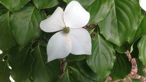 Kousa dogwood flowers resemble our native dogwood but they appear in May. WALTER REEVES