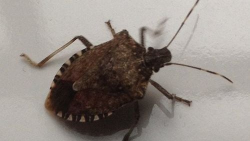 Winter does little but slow down the reinfestation of stinkbugs and other pests. CONTRIBUTED BY WALTER REEVES