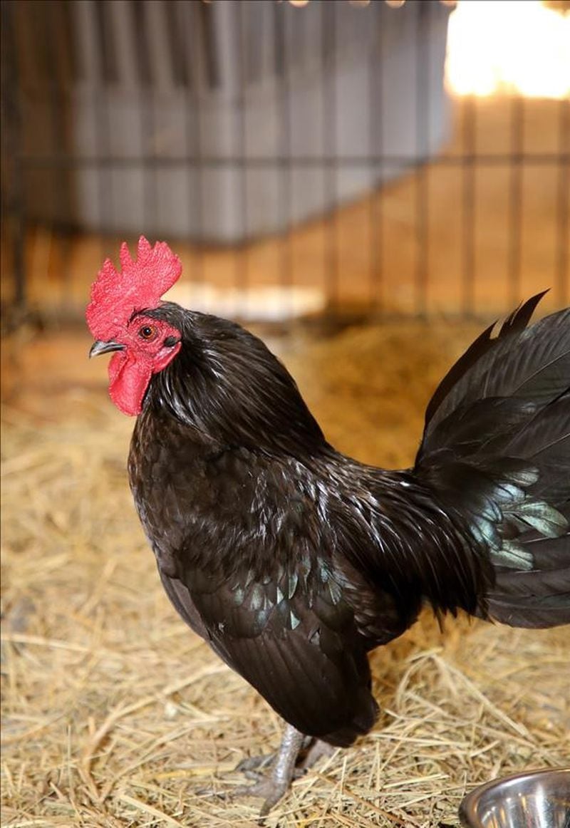 Barn Chuck, a 1-year-old rooster, will be available for adoption after a 21-day hold is complete.