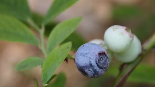 The blueberry industry was the subject of a congressional hearing.