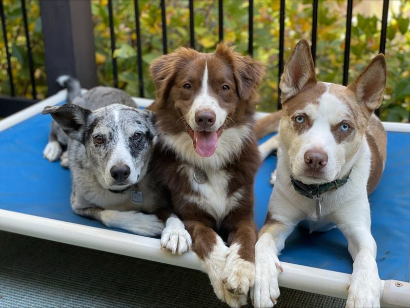 The Pinson pups, Nimbus, Goomba and Elphie, call Sara Beth and Justice Andrew Pinson their people. (Courtesy photo)