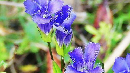 The fringed gentian has been called one of North America’s most beautiful wildflowers. It is rare in Georgia, found only in a few locations in the mountains. CHARLES SEABROOK