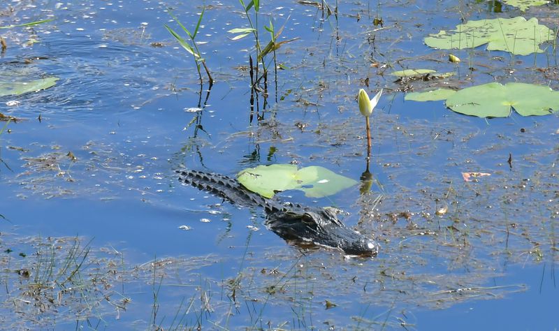 An alligator is seen from the Owls Roost Tower in Okefenokee National Wildlife Refuge in Folkston. HYOSUB SHIN / HYOSUB.SHIN@AJC.COM
