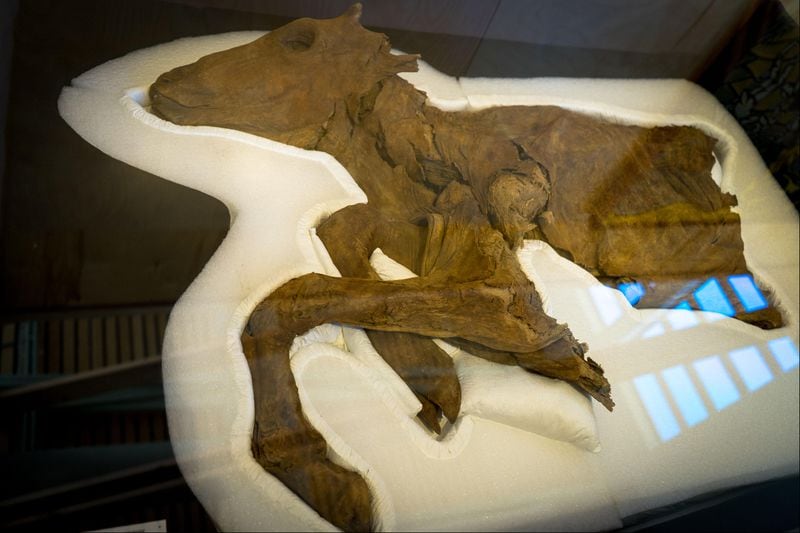 The partial remains of a mummified caribou were discovered in Yukon, Canada, and date back 50,000 years.