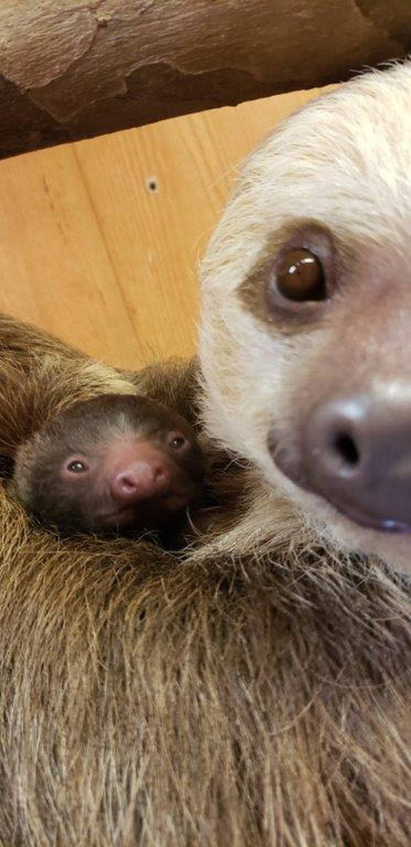 The new baby sloth at Zoo Atlanta will spend most of its time with mother Bonnie. CONTRIBUTED: PATTI FRAZIER