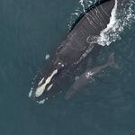Right whale Catalog #3260 ‘Skittle’ and calf sighted approximately 25 nautical miles off Kure Beach, NC on Feb. 16, 2024. (Courtesy of Clearwater Marine Aquarium Research Institute, taken under NOAA permit #26919/Funded by US Army Corps of Engineers)