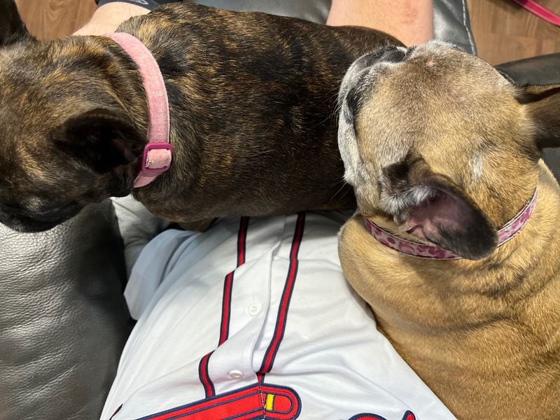 Brooklyn and Bronx Pettys are the French Bulldawgs of Richard Pettys Jr, seen here taking in one of many Braves games. (Courtesy photo)