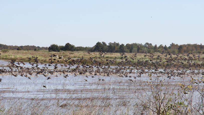 Lacassine National Wildlife Refuge is one of the nation’s best waterfowl habitats. CONTRIBUTED