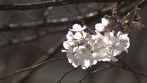 A warm February means the pollen is falling earlier than normal in metro Atlanta.