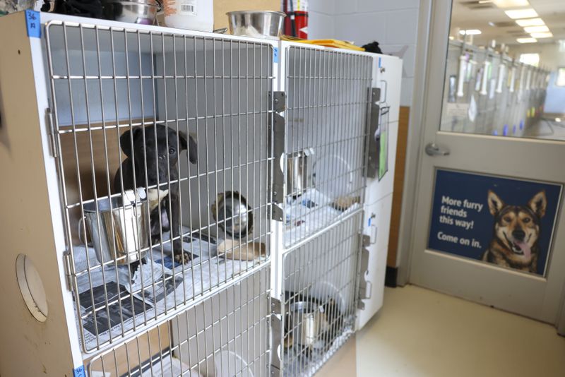 A dog is shown in a shoreline crate outside of the kennels at the Dekalb County Animal Services, Wednesday, September 13, 2023, in Chamblee, Ga. The shoreline crates were added in the hallways of the shelter to house more animals. (Jason Getz / Jason.Getz@ajc.com)